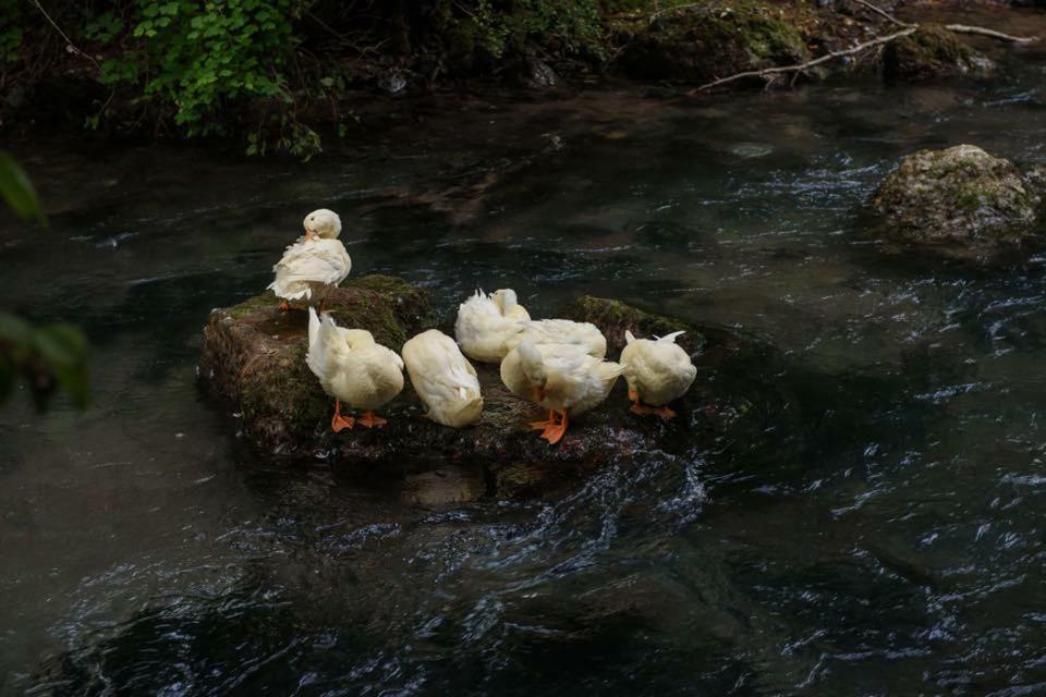 Resort Ujevara E Drinit Peje Dış mekan fotoğraf